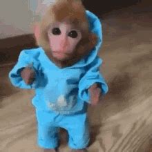 gifs monos